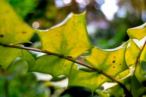 Light leaves