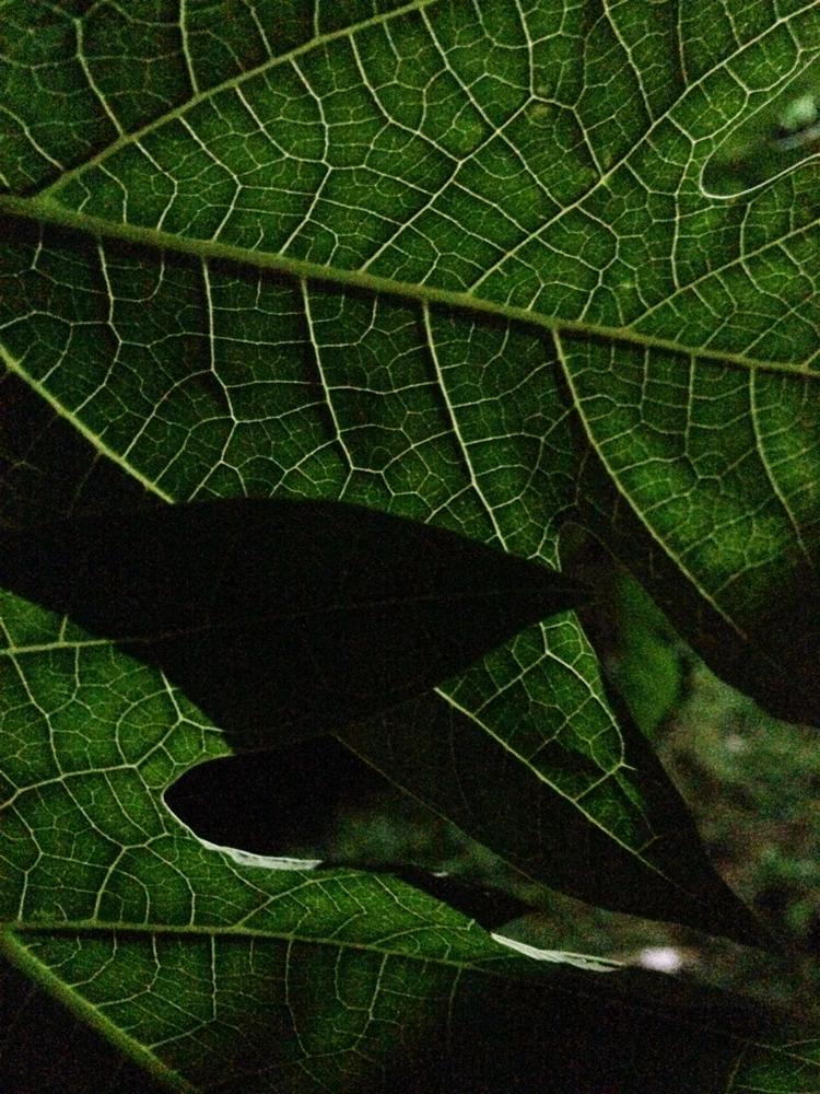 Leaves at Night | AmandaMuses