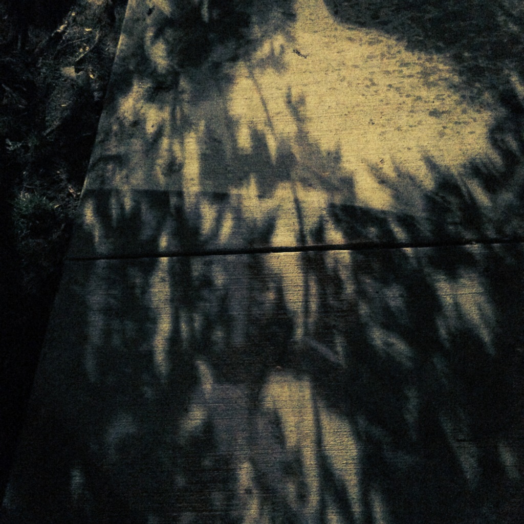 Night Shadows | AmandaMuses